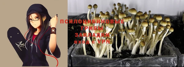 ГАЛЛЮЦИНОГЕННЫЕ ГРИБЫ Осинники